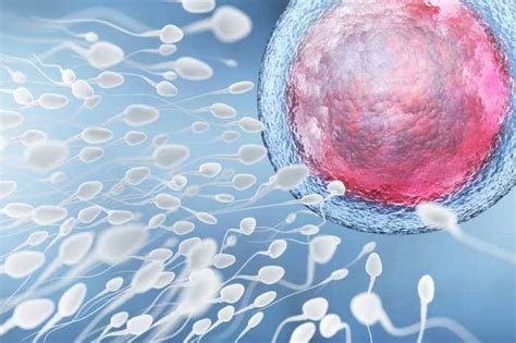 En combien de temps un spermatozoïde atteint